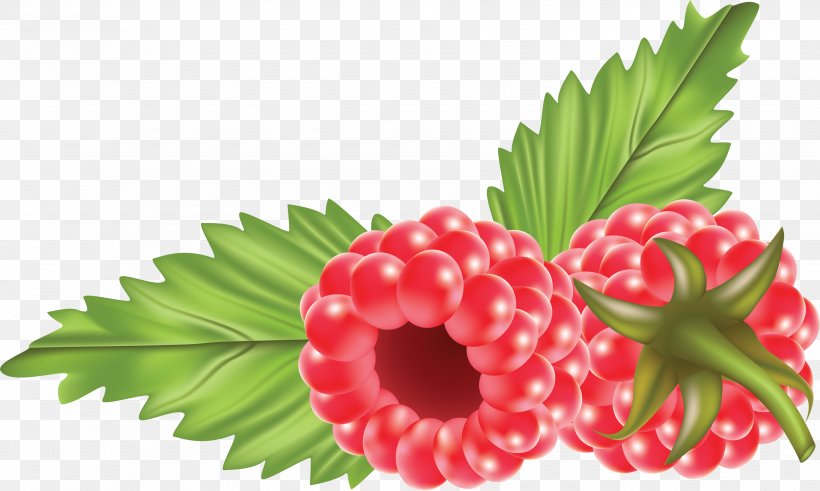 Blue Raspberry Flavor Clip Art, PNG, 3513x2106px, Raspberry, Berry, Blog, Floral Design, Flower Download Free