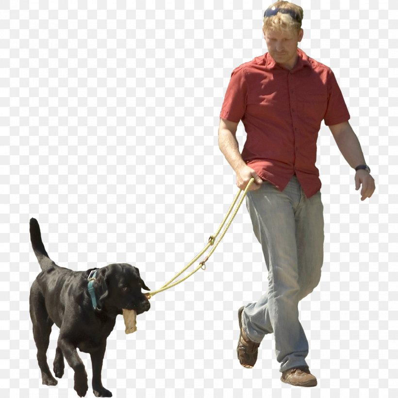 Dog Walking Pet Sitting Puppy Shock Collar, PNG, 1548x1548px, Dog, Bark, Carnivoran, Collar, Companion Dog Download Free