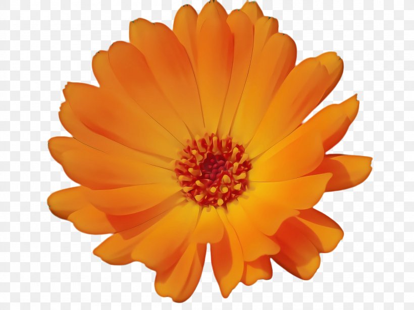 Drawing Of Family, PNG, 2308x1732px, Marigold, Annual Plant, Art, Barberton Daisy, Bloom Download Free