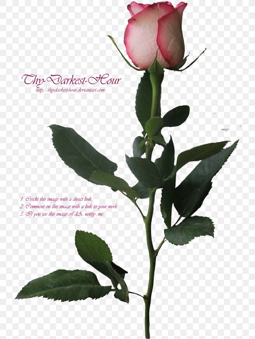 Garden Roses Centifolia Roses Flower Plant Stem Clip Art, PNG, 732x1090px, Garden Roses, Blossom, Bud, Centifolia Roses, Cut Flowers Download Free