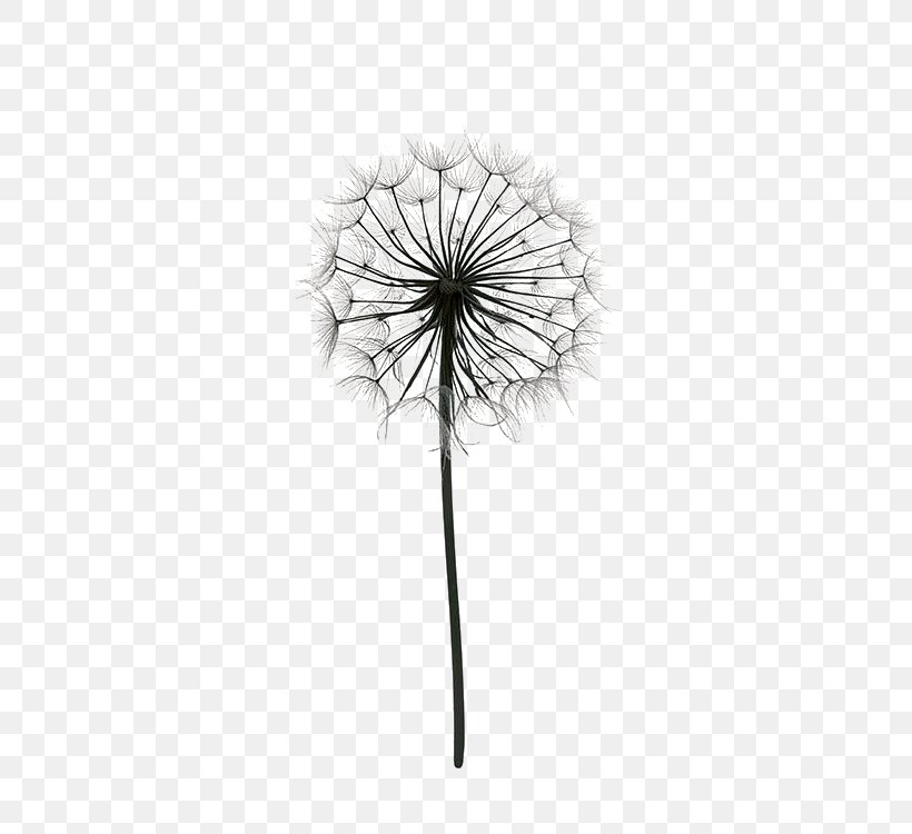 Paper Drawing Poster Dandelion Black And White, PNG, 536x750px, Paper, Art, Black And White, Botany, Color Download Free