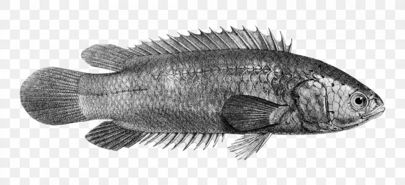 Climbing Gourami Freshwater Fish Anabas Testudineus, PNG, 1200x550px, Climbing Gourami, Actinopterygii, Anabas Testudineus, Artwork, Black And White Download Free