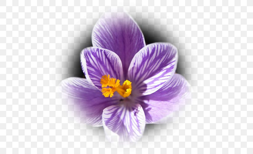 Crocus Saffron, PNG, 503x500px, Crocus, Flower, Flowering Plant, Iris Family, Petal Download Free