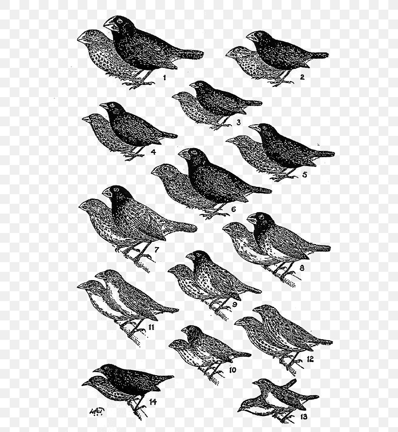 Darwin's Finches Galápagos Islands Drawing American Sparrows, PNG, 600x890px, Finches, American Sparrows, Beak, Bird, Black And White Download Free