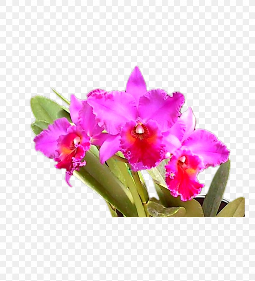 Flower, PNG, 822x907px, Flower, Abstraction, Cattleya, Cut Flowers, Dendrobium Download Free