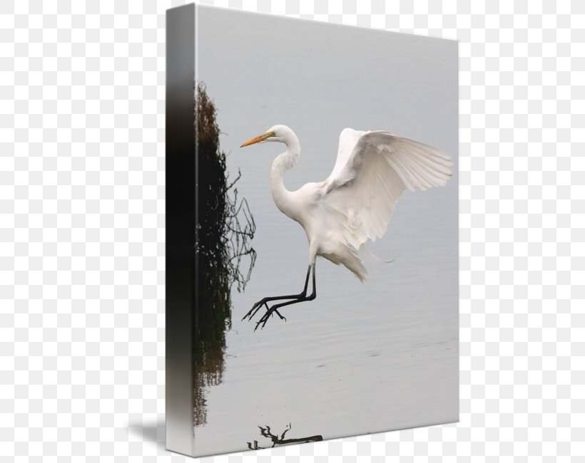Great Egret Fujian White Crane Bird, PNG, 481x650px, Great Egret, Beak, Bird, Crane, Crane Like Bird Download Free