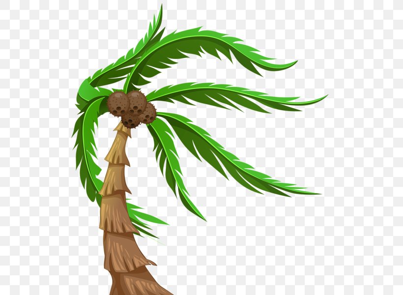 Arecaceae Coconut Tree Clip Art, PNG, 550x600px, Arecaceae, Arecales, Branch, Coconut, Flowering Plant Download Free