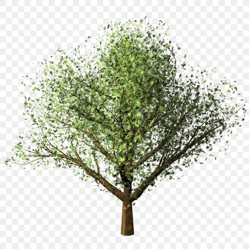 Clipping Path Maple Tree Birch, PNG, 1000x1000px, Clipping Path, Architect, Architecture, Birch, Branch Download Free