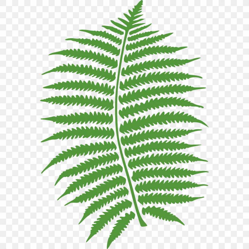 Fern Frond Clip Art, PNG, 1200x1200px, Fern, Drawing, Ferns And Horsetails, Frond, Leaf Download Free