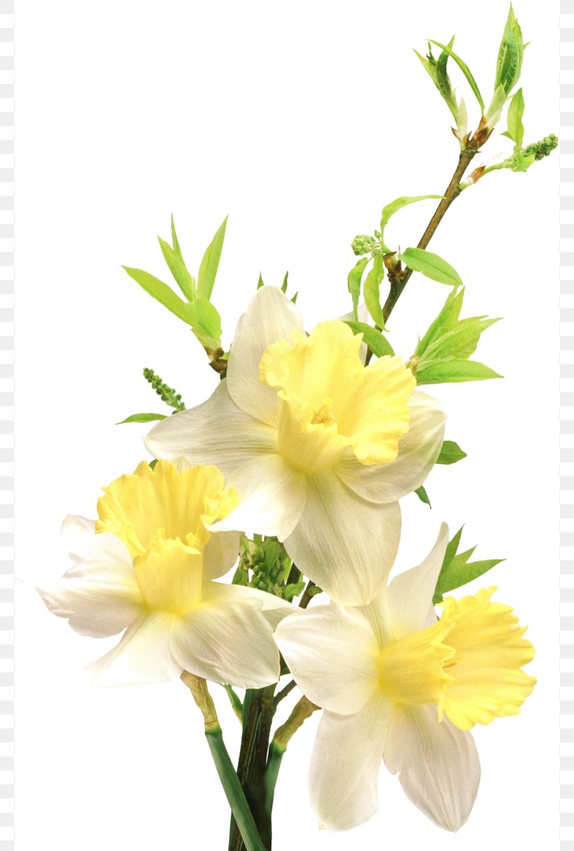 Flower Desktop Wallpaper Clip Art, PNG, 778x1215px, Flower, Archive File, Concepteur, Cut Flowers, Digital Image Download Free