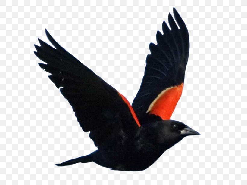 Red-winged Blackbird Common Blackbird National Audubon Society, PNG, 767x615px, Bird, Agelaius, All About Birds, Animal, Beak Download Free
