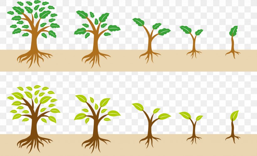 The Growth Of A Tree, PNG, 2861x1739px, Tree, Branch, Clip Art, Flora, Flower Download Free