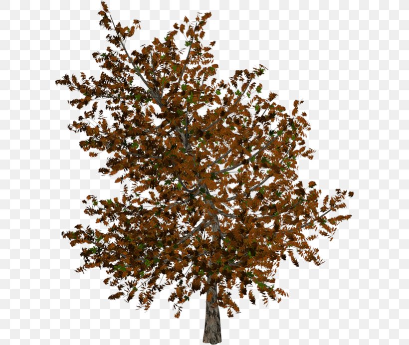 Twig Tree Autumn Clip Art, PNG, 600x692px, Twig, Autumn, Branch, Document, Leaf Download Free
