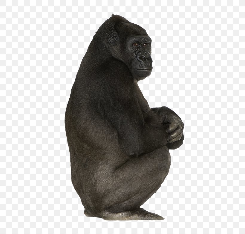 Western Gorilla Common Chimpanzee Primate Mammal Animal, PNG, 650x781px, Western Gorilla, Animal, Ape, Chimpanzee, Common Chimpanzee Download Free