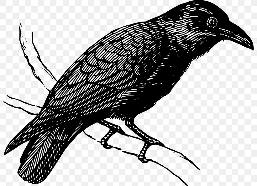 Drawing American Crow Bird Art Clip Art, PNG, 800x594px, Drawing, American Crow, Art, Beak, Bird Download Free