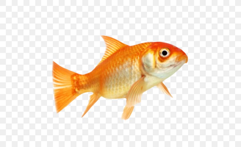Goldfish Animal Clip Art, PNG, 500x500px, Fish, Animal, Aquatic Animal, Bony Fish, Bulldog Download Free