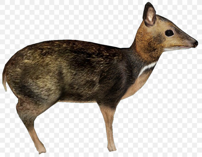 Musk Deer Philippines Antelope Philippine Mouse-deer, PNG, 931x725px, Deer, Animal, Antelope, Biggame Hunting, Chevrotain Download Free