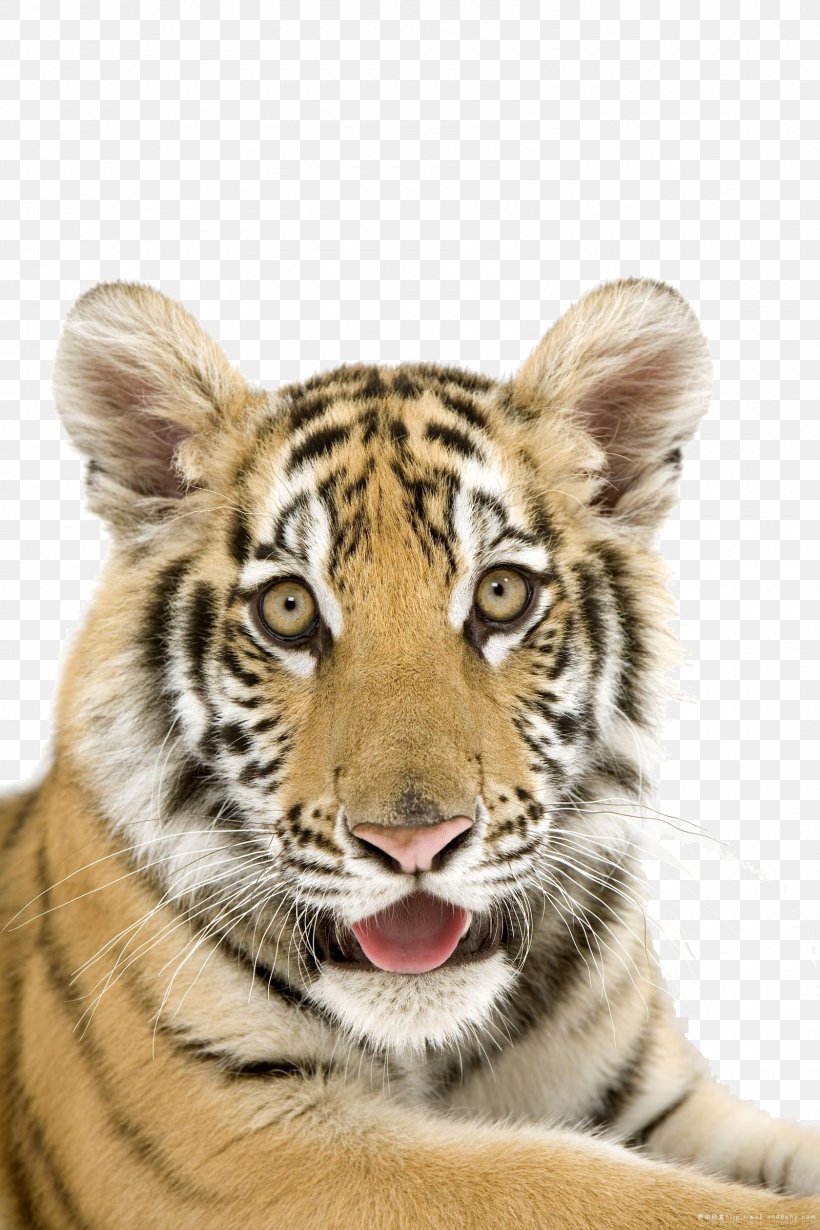 Tiger Polar Bear Penguin Horse Cuteness, PNG, 1600x2400px, Tiger, Animal, Animal Sauvage, Big Cats, Carnivoran Download Free