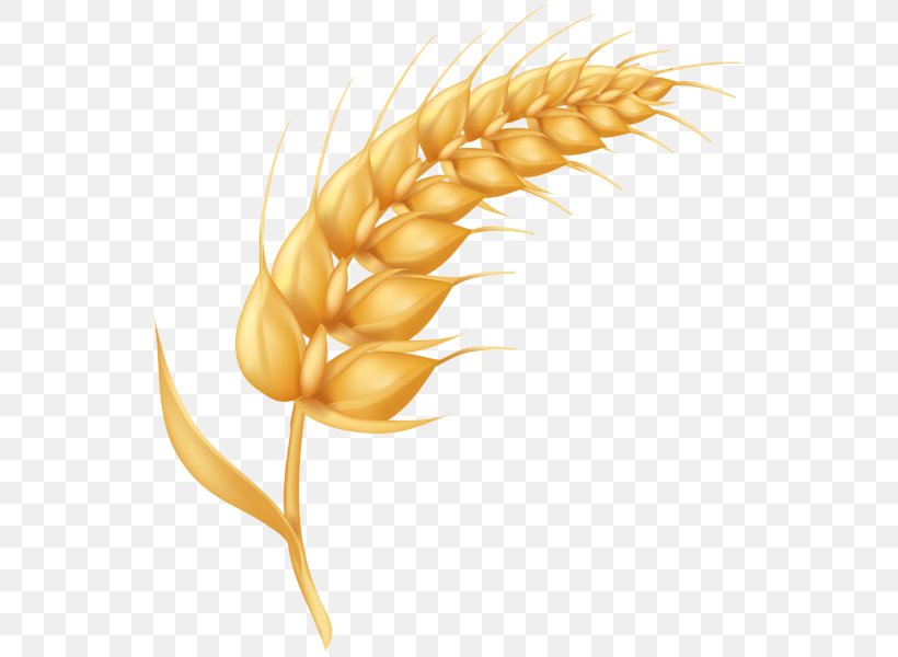 Clip Art Emmer Image Openclipart, PNG, 547x600px, Emmer, Barley, Corn, Corn On The Cob, Ear Download Free