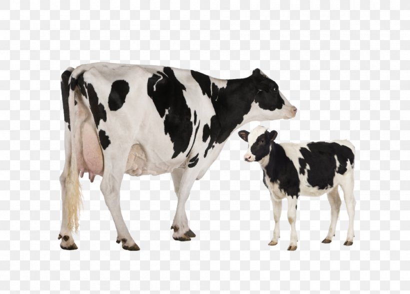 Holstein Friesian Cattle Heck Cattle Jersey Cattle Dairy Cattle Toggenburg Goat, PNG, 1000x717px, Holstein Friesian Cattle, Animal Figure, Aurochs, Calf, Cattle Download Free