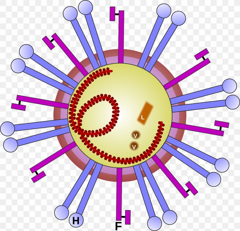 Morbillivirus Ovine Rinderpest RNA Virus Disease, PNG, 1200x1154px, Morbillivirus, Area, Disease, Infection, Infectious Disease Download Free