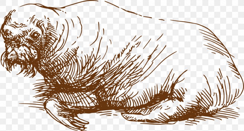 Sea Lion Drawing Carnivora Illustration, PNG, 1465x790px, Sea Lion, Animal, Art, Carnivora, Carnivoran Download Free