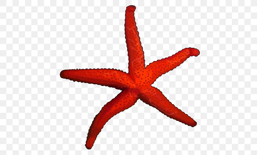 Starfish Marine Invertebrates Echinoderm, PNG, 700x495px, Starfish, Animal, Caricature, Color, Drawing Download Free