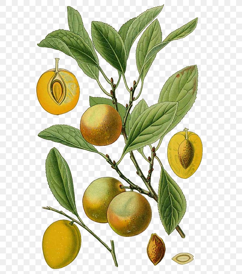 Bitter Orange Blackthorn Peach Fruit Tree Botany, PNG, 600x930px, Bitter Orange, Blackthorn, Botanical Illustration, Botany, Branch Download Free