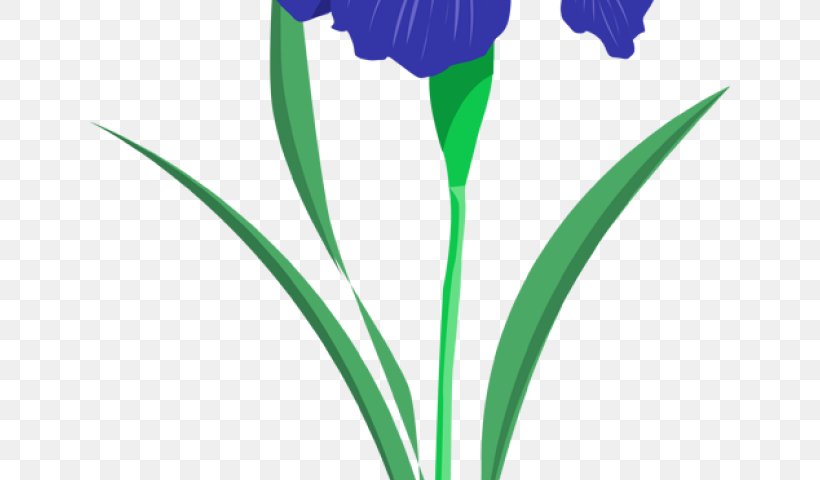 Clip Art Flower Illustration Drawing Northern Blue Flag, PNG, 640x480px, Flower, Amaryllis Family, Botany, Cut Flowers, Drawing Download Free