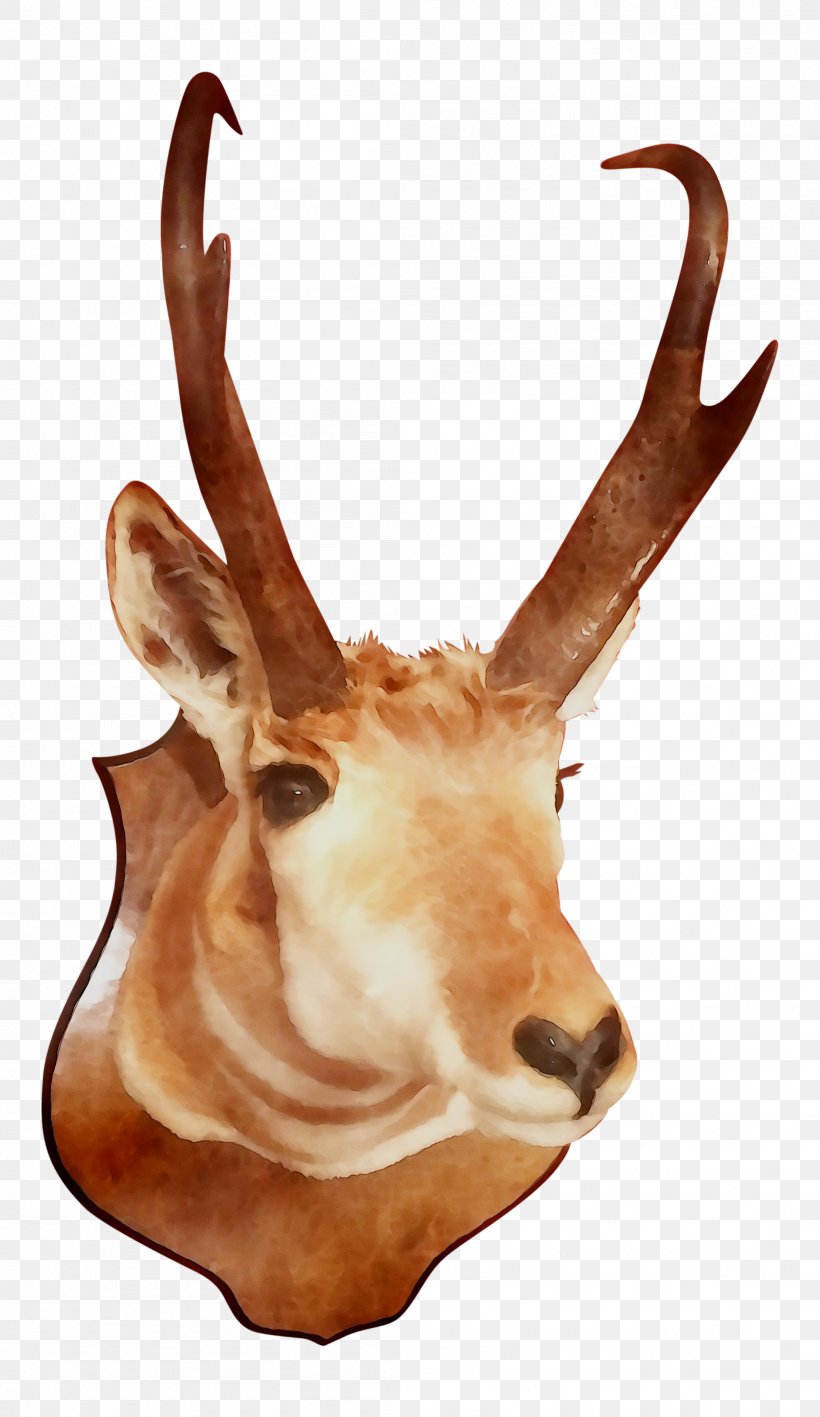 Reindeer Trophy Hunting Antelope Fauna, PNG, 2098x3628px, Reindeer, Animal, Antelope, Antler, Chamois Download Free