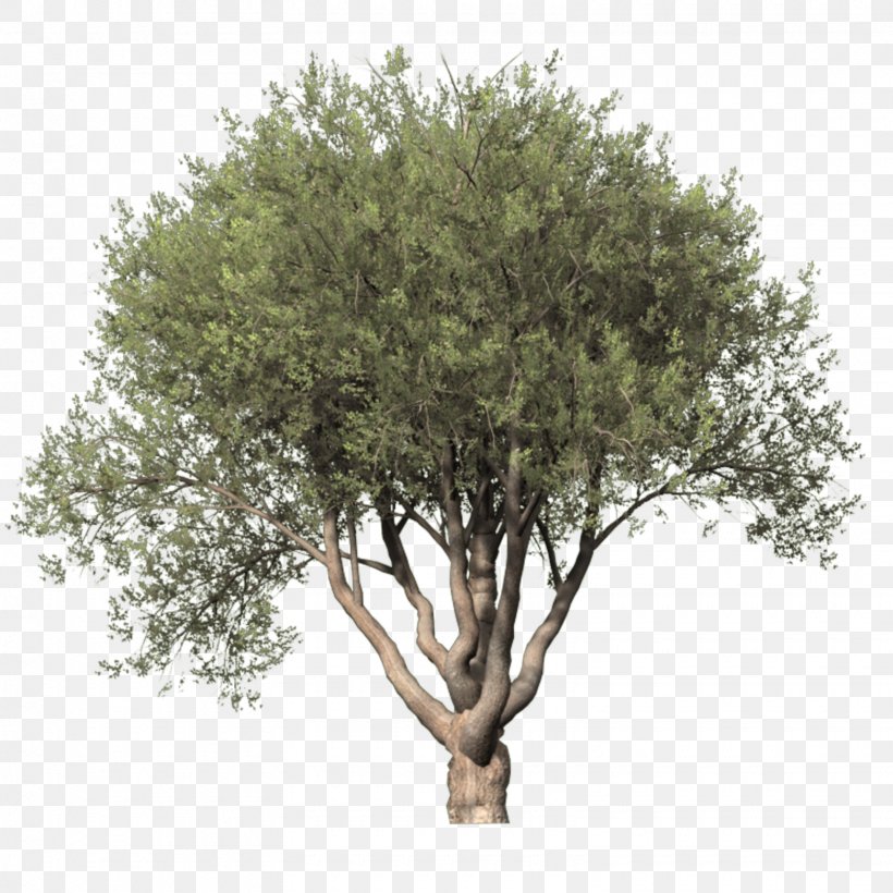 Tree Digital Image Clip Art, PNG, 1560x1560px, Tree, Branch, Digital Image, Image Hosting Service, Information Download Free
