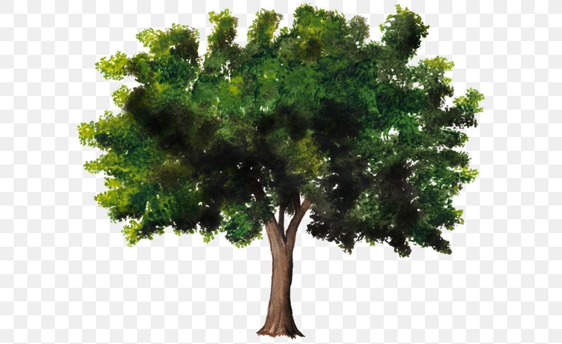 Tree Woody Plant Celtis Australis Trunk, PNG, 750x502px, Tree, Alstonia Scholaris, Bark, Branch, Broadleaved Tree Download Free