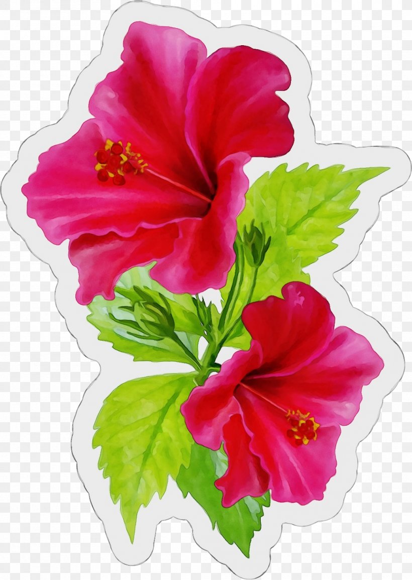 Flower Flowering Plant Hibiscus Hawaiian Hibiscus Petal, PNG, 1038x1462px, Watercolor, Chinese Hibiscus, Flower, Flowering Plant, Hawaiian Hibiscus Download Free