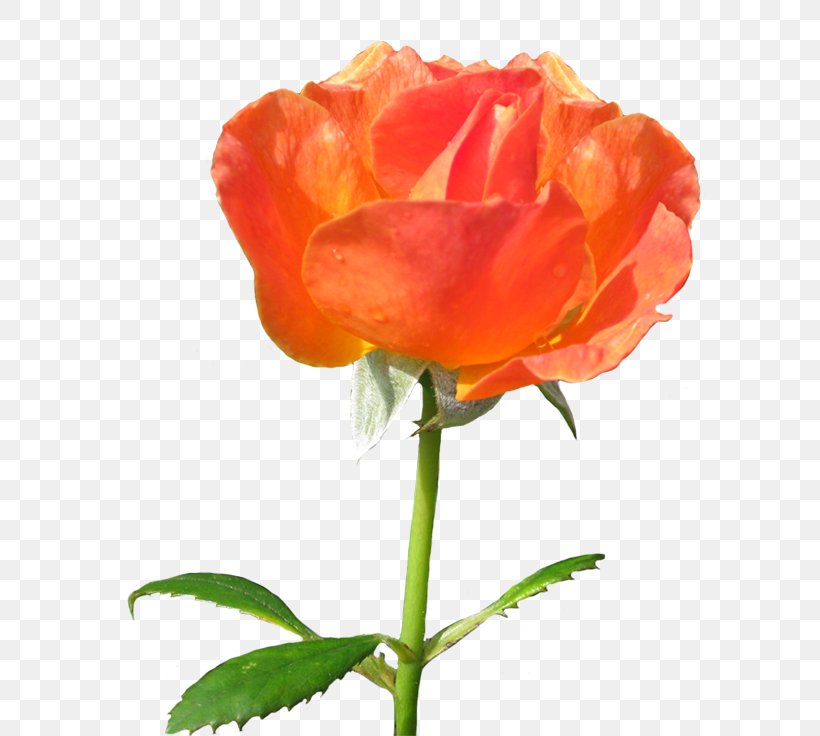 Garden Roses Floribunda Orange Clip Art, PNG, 600x736px, Garden Roses, Annual Plant, Black Rose, Blue, Bud Download Free