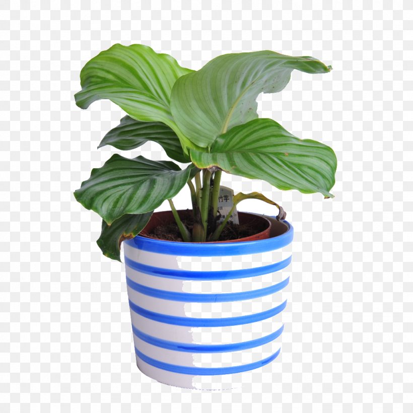 Plants Image Houseplant Grow Light, PNG, 1024x1024px, Plants, Alocasia, Bonsai, Flowerpot, Grow Light Download Free