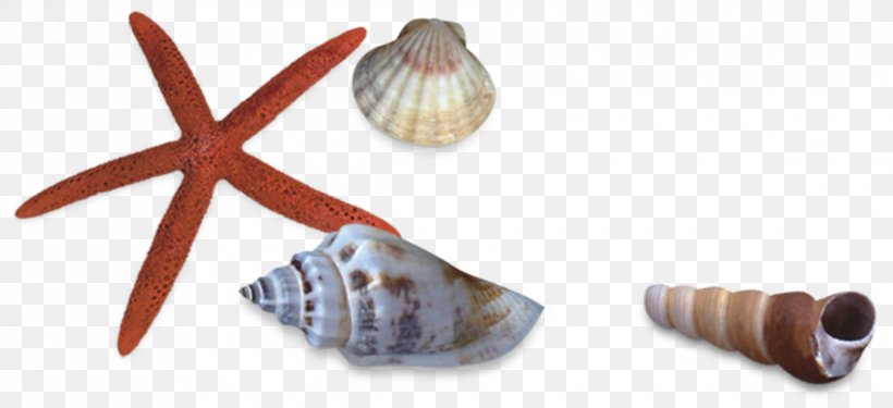 Seashell Sea Snail Starfish, PNG, 2330x1067px, Seashell, Animal, Bolinus Brandaris, Conch, Sea Download Free