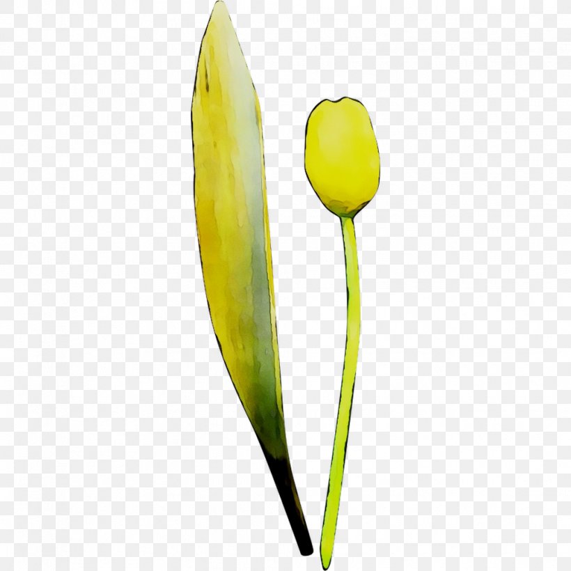 Tulip Yellow Plant Stem Plants, PNG, 1016x1016px, Tulip, Botany, Bud, Flower, Flowering Plant Download Free