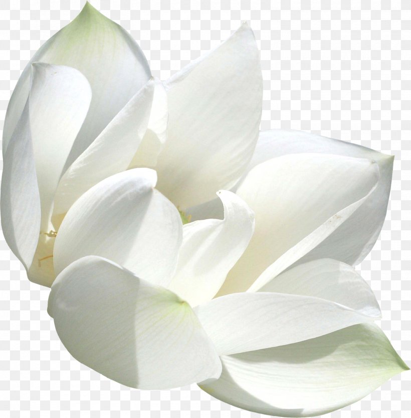 White Color .de, PNG, 1570x1600px, White, Color, Com, Flower, Flowering Plant Download Free