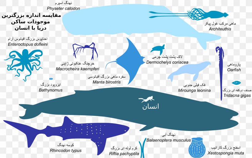 Jellyfish Shark Ocean Deep Sea Creature Animal, PNG, 2400x1506px, Jellyfish, Animal, Aquatic Animal, Area, Bigfin Squid Download Free
