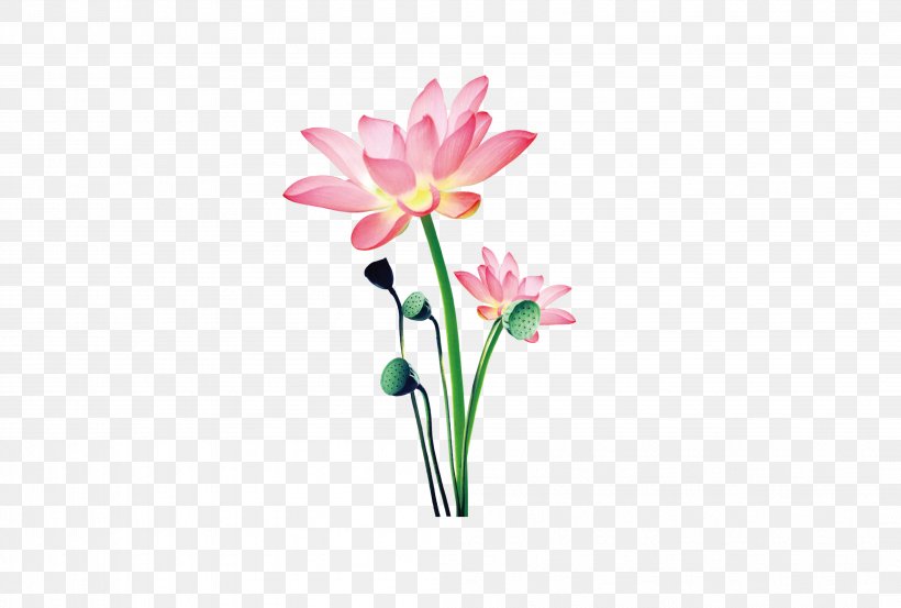 Nelumbo Nucifera Lotus Seed Ink, PNG, 4197x2835px, Nelumbo Nucifera, Artificial Flower, Cut Flowers, Designer, Drawing Download Free