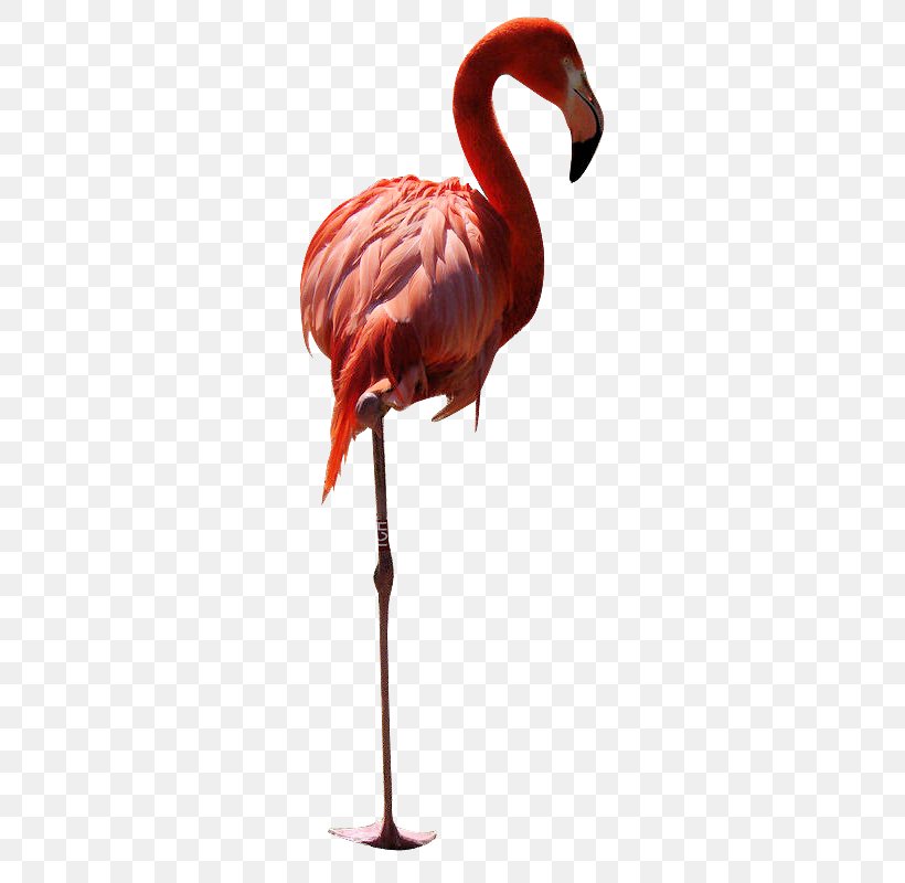 Bird Greater Flamingo Owl American Flamingo, PNG, 600x800px, Bird, American Flamingo, Animal, Beak, Flamingo Download Free