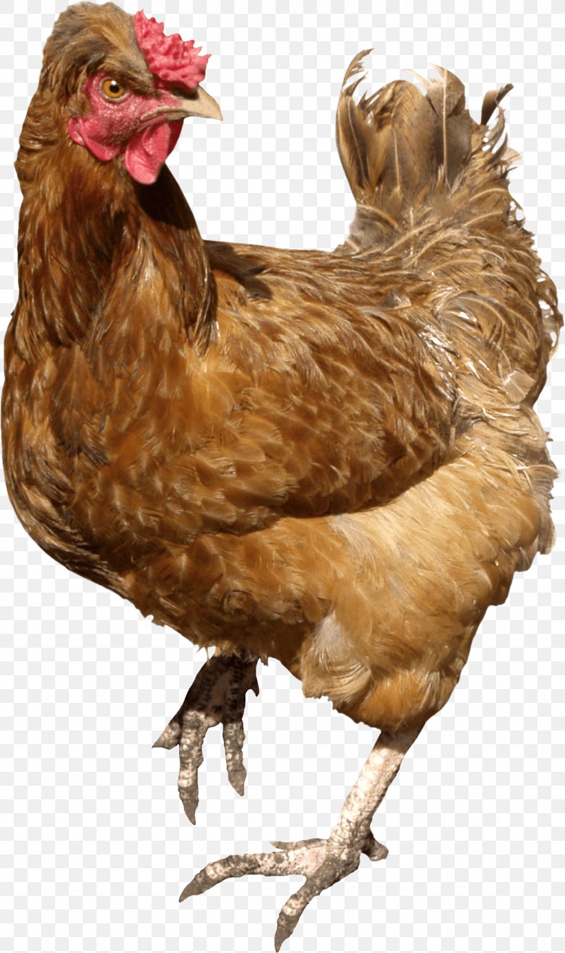 Chicken Meat Chicken Curry Buffalo Wing, PNG, 1665x2810px, Leghorn Chicken, Barbecue Chicken, Beak, Bird, Chicken Download Free