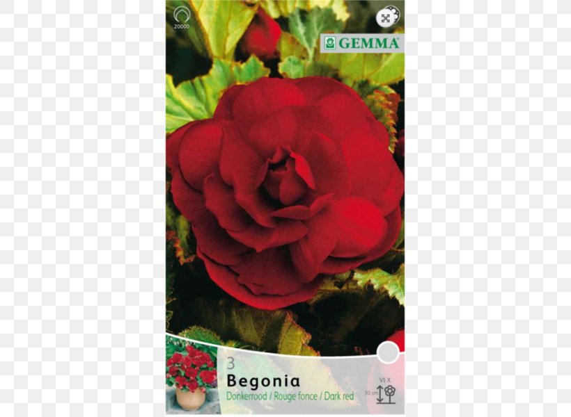 Garden Roses Bulb Begonia .gr Red, PNG, 800x600px, Garden Roses, Begonia, Bulb, Dahlia, Flora Download Free