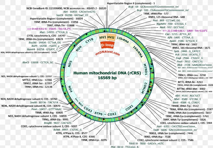 Human Mitochondrial DNA Haplogroup Nucleic Acid Sequence Human Mitochondrial Genetics, PNG, 1419x987px, Mitochondrial Dna, Area, Cell, Diagram, Dna Download Free