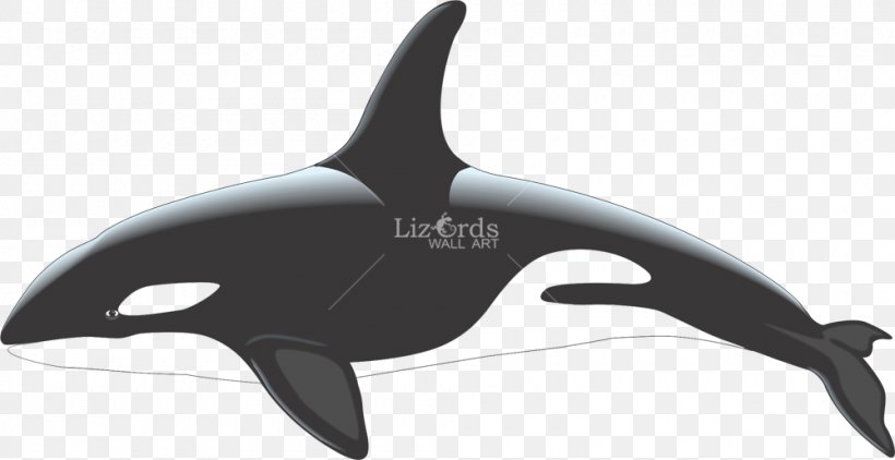 Killer Whale White-beaked Dolphin Cetacea Clip Art, PNG, 1000x515px, Killer Whale, Beluga Whale, Black And White, Blue Whale, Cetacea Download Free