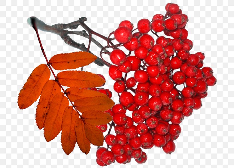 LiveInternet Hawthorn Tanghulu Mountain-ash Berry, PNG, 700x591px, Liveinternet, Autumn, Berry, Blog, Cranberry Download Free