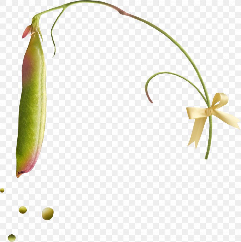 Pea Clip Art, PNG, 1444x1452px, Pea, Blog, Food, Fruit, Gratis Download Free