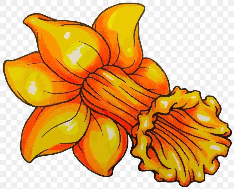 Clip Art Image Vector Graphics Daffodil, PNG, 1518x1228px, Daffodil, Cartoon, Cut Flowers, Daylily, Flower Download Free