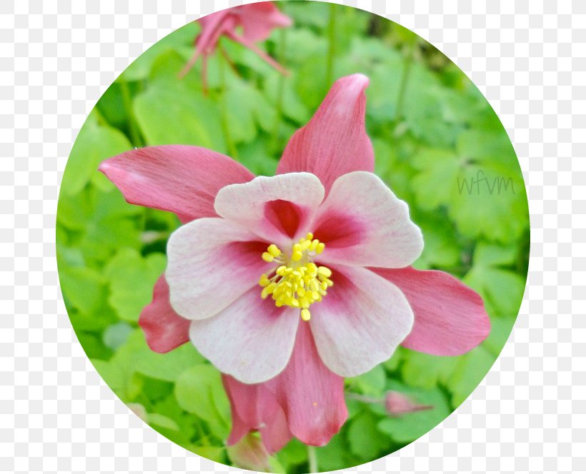 Mallows Wildflower Herbaceous Plant, PNG, 664x664px, Mallows, Family, Flora, Flower, Flowering Plant Download Free