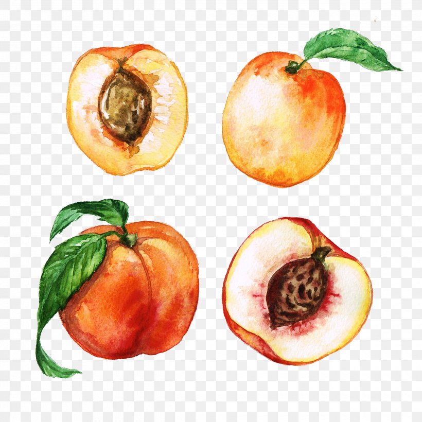 Peach Watercolor Painting Apricot Clip Art, PNG, 2480x2480px, Peach, Apricot, Drawing, Food, Fruit Download Free